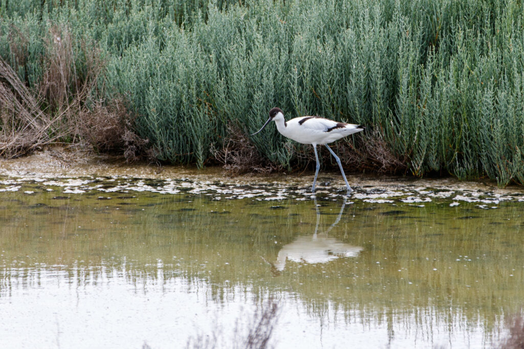 1_home_carousel_Recurvirostra-avosetta_MM_20150523_Margherita_di_Savoia_422-1024x683